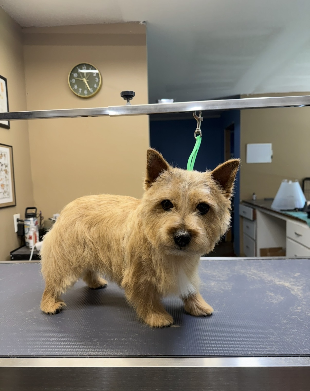 Josie after a hand-stripping appointment