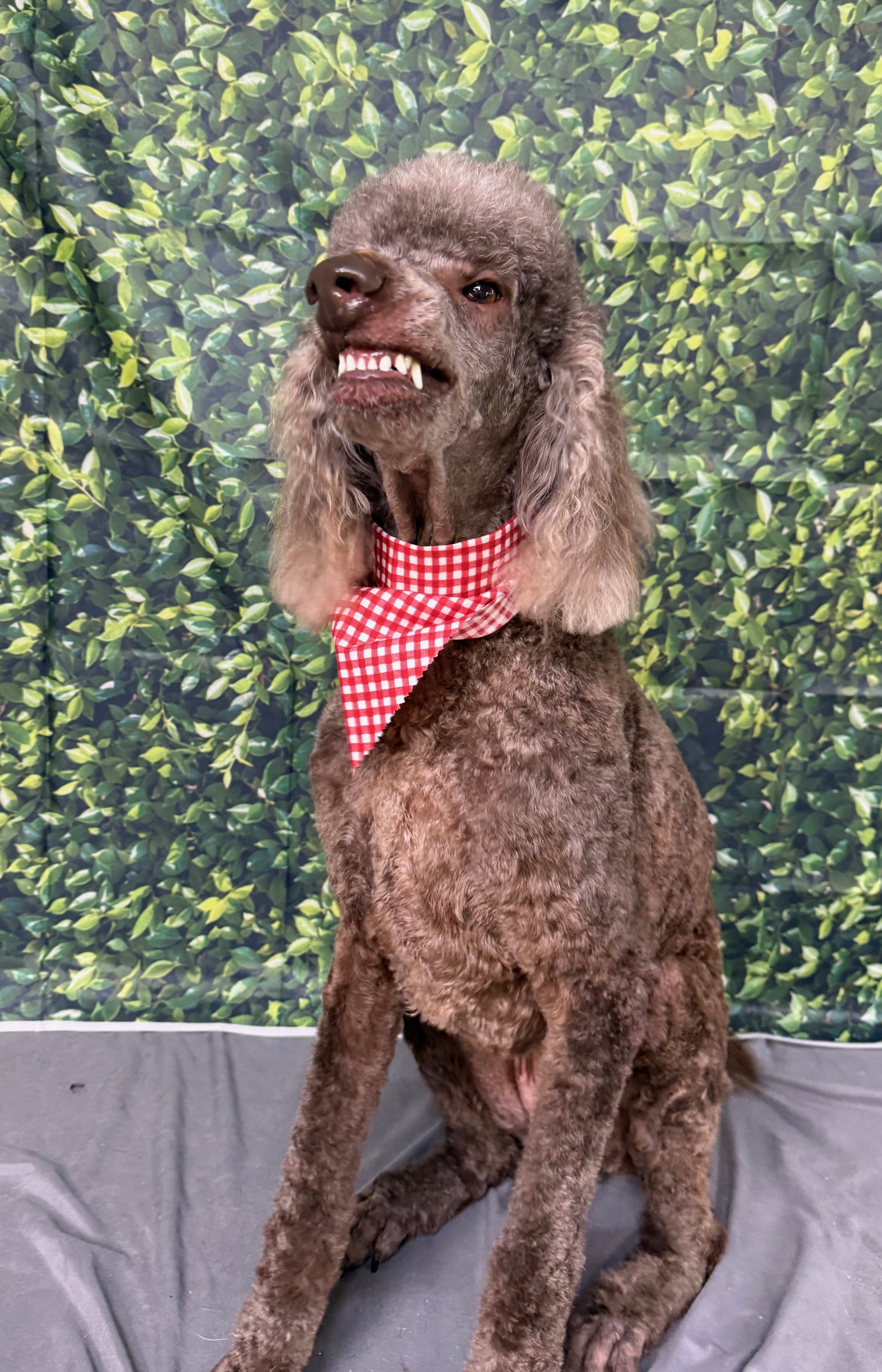 Smiling Charlie with a short body trim and styled face